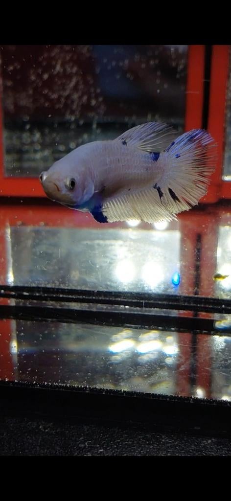 Betta vrouw halfmoon uit galaxy lijn, Vis