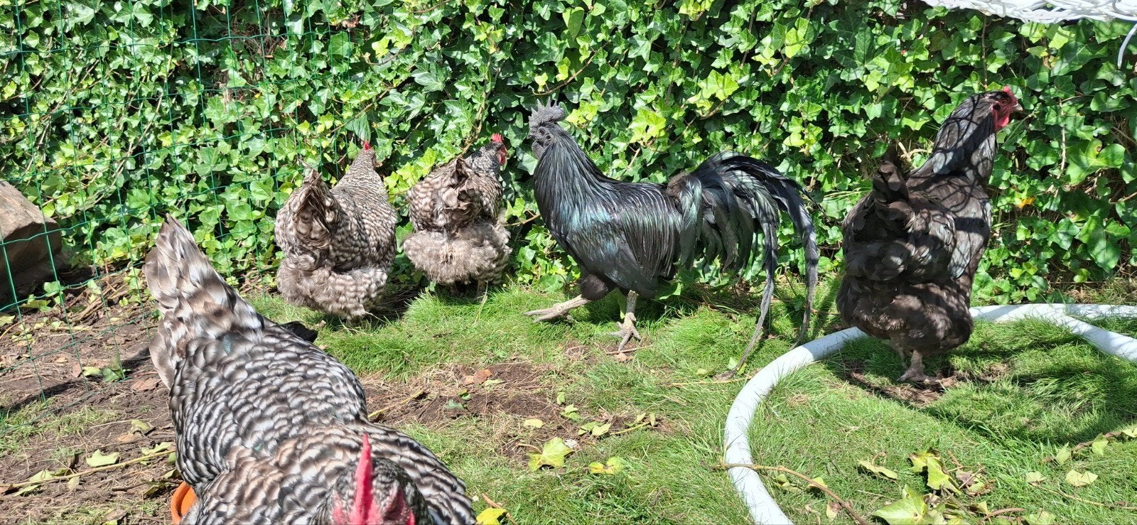 Ayam cemani haan, Dieren en Toebehoren, Pluimvee, Mannelijk, Kip