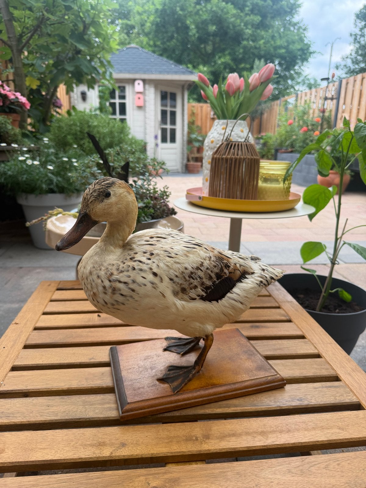 Antiek opgezette eend op houten voetstuk, Ophalen of Verzenden