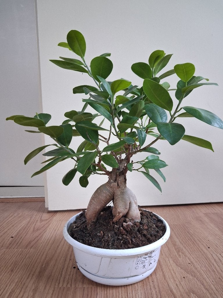 Ficus Microcarpa 'Ginseng' - Chinese Vijg / Bonsai H: 37 cm., Ophalen, Halfschaduw, Minder dan 100 cm, Bonsai