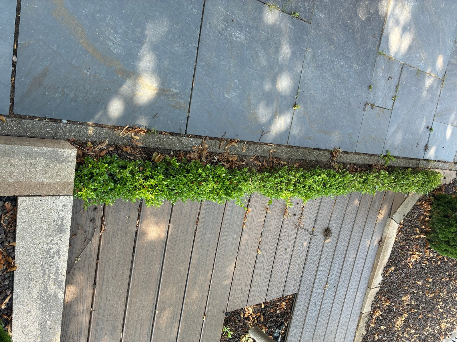 Buxus haag - Perfect voor tuin en terras, Ophalen, Buxus, Haag, Minder dan 100 cm