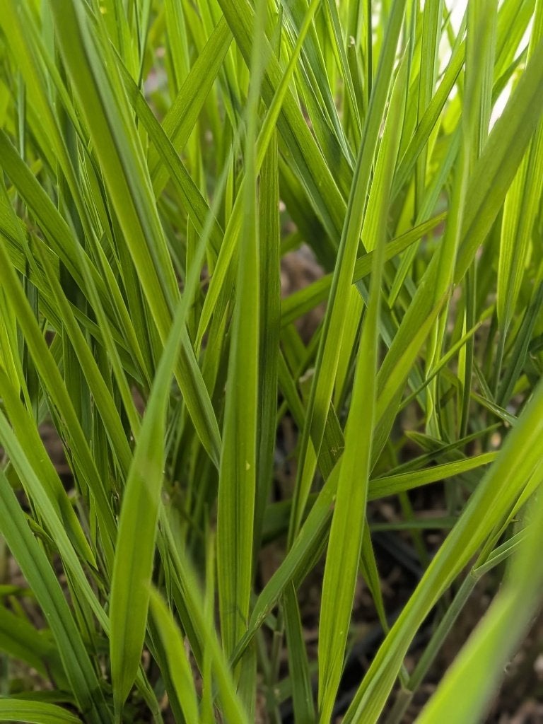 Panicum virgatum 'Northwind' – Vingergras p9, Ophalen, Vaste plant, Siergrassen, Halfschaduw