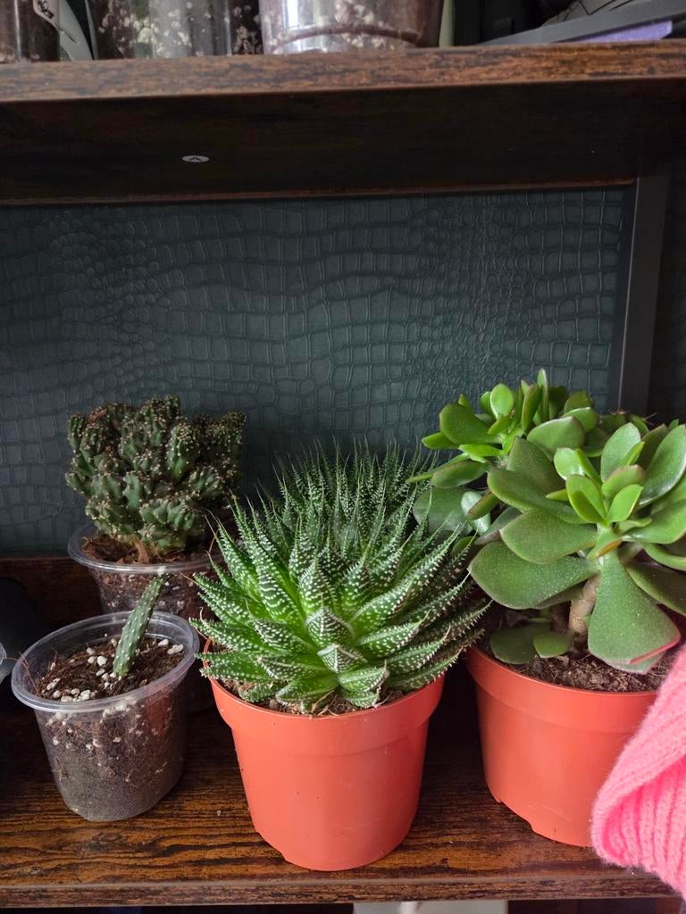 Kamerplantjes, Ophalen, Eenjarig, Overige soorten, Volle zon