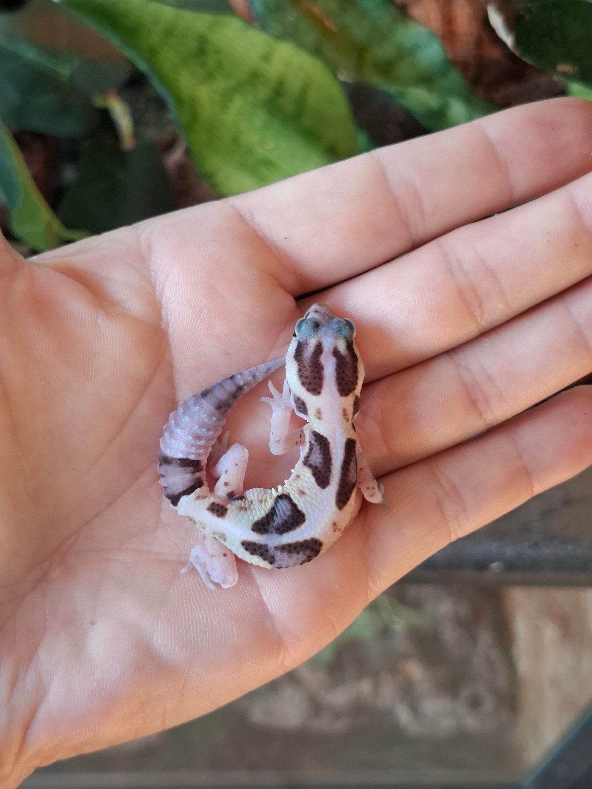 Whiteout vetstaartgekko (+ terrarium), Hagedis, 0 tot 2 jaar