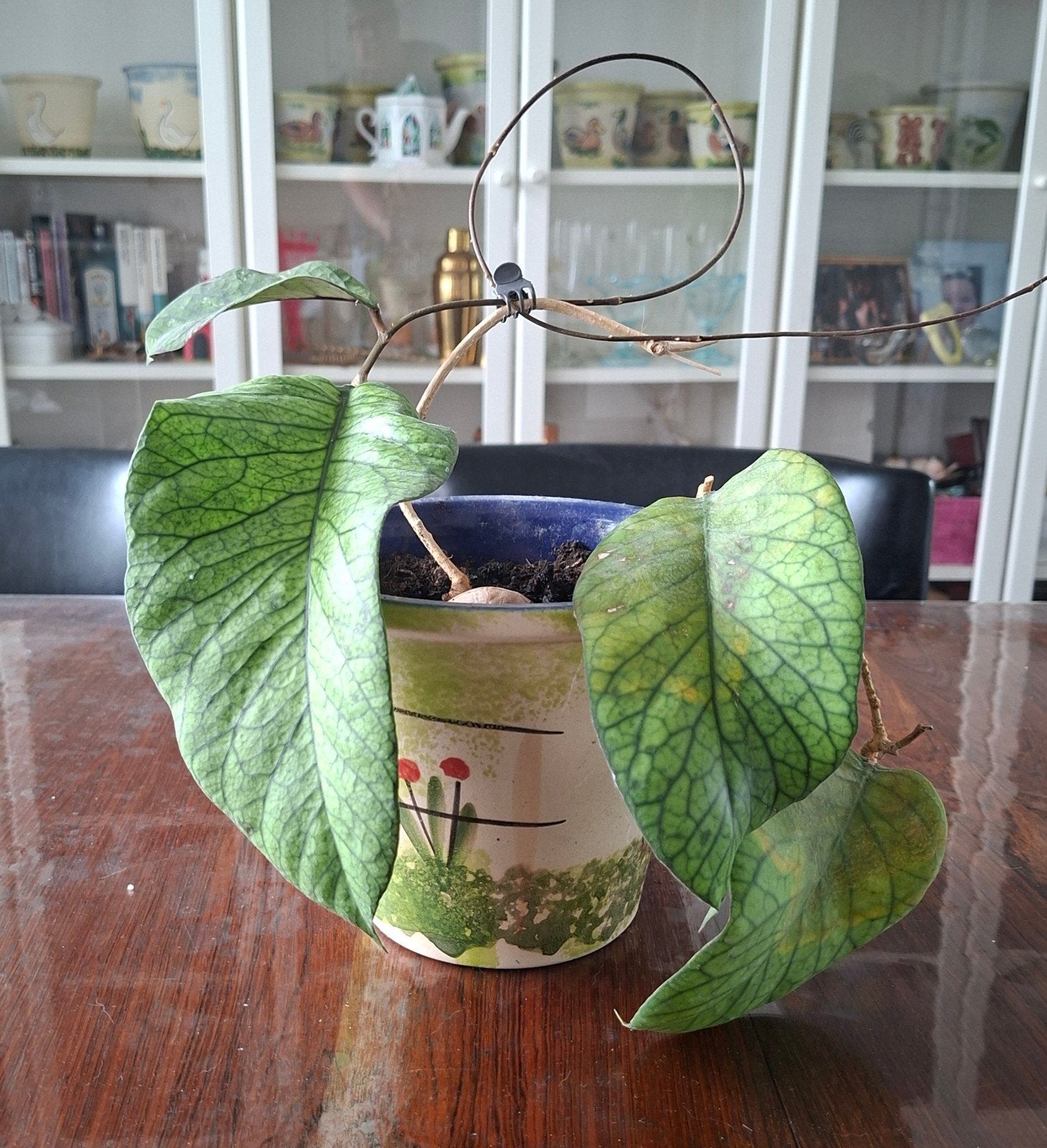 Hoya vitellinoides, Huis en Inrichting, Ophalen