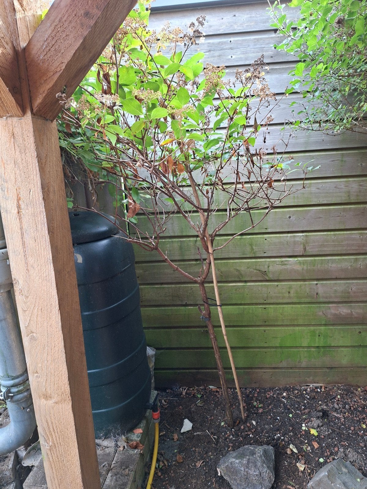 Pluimhortensia, Ophalen, Overige soorten, 100 tot 250 cm