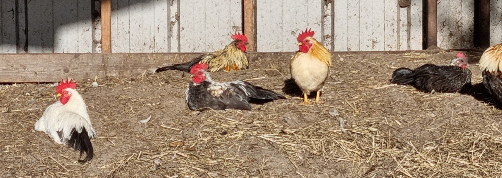 4 Chabo kriel haantjes, Dieren en Toebehoren, Mannelijk, Kip