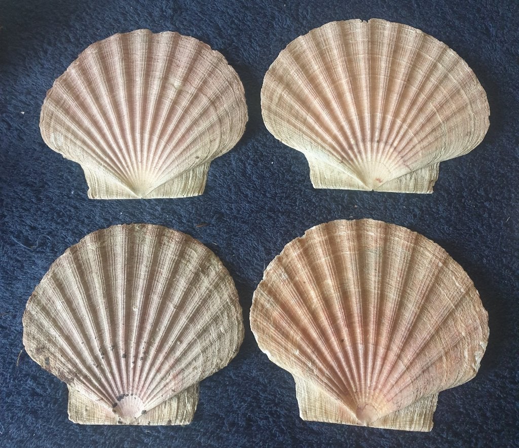 diverse grote platte jacobs schelpen14x13 herkomst Noorwegen, Verzenden, Schelp(en)