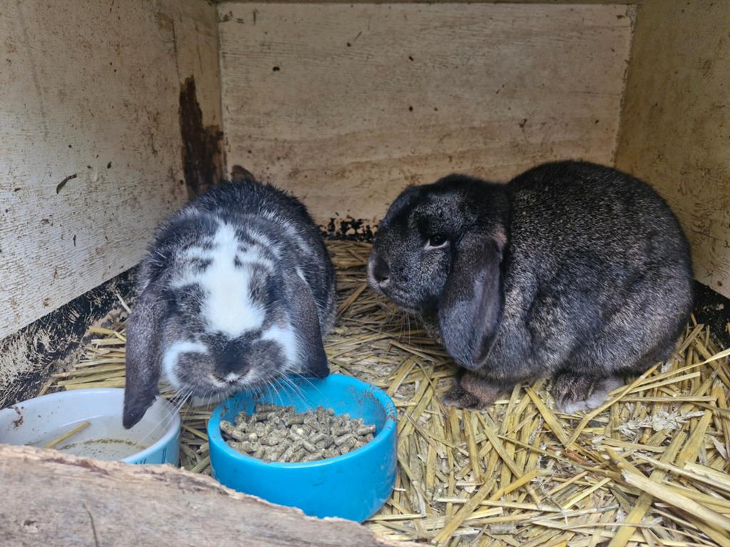 Franse hangoor zoekt nieuw huisje., Dieren en Toebehoren, Konijnen, Meerdere dieren, Klein, Hangoor