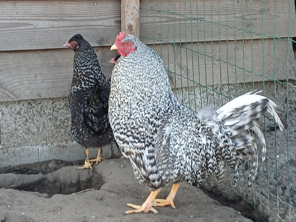 schijndelaar hennen, Dieren en Toebehoren, Pluimvee, Vrouwelijk, Kip