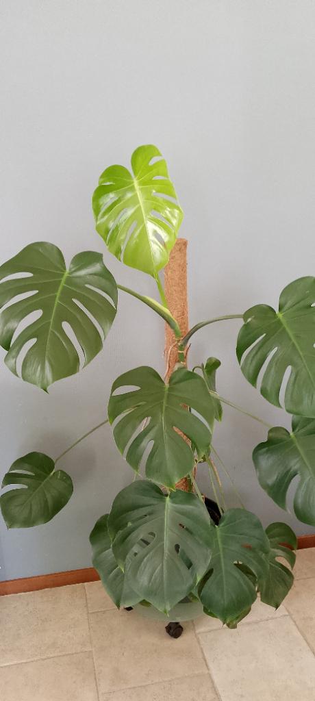 Monstera, Ophalen, Overige soorten, Halfschaduw, In pot
