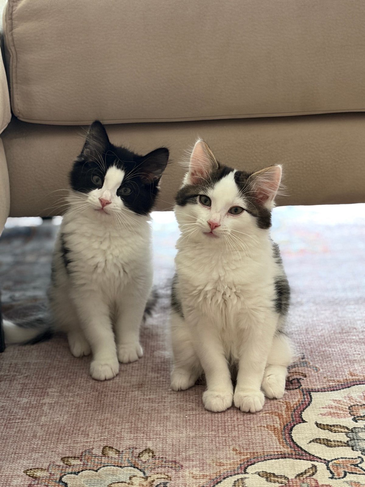 2 kittens te koop, Kater