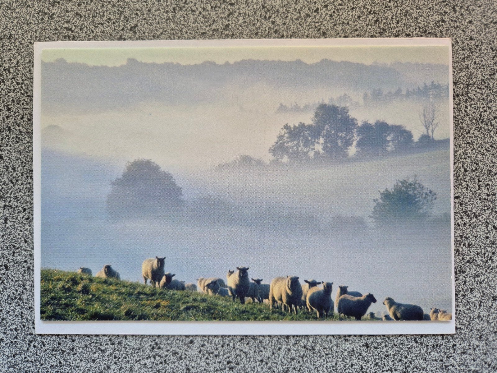 Ansichtkaarten: Vogel op nest en schapen in mist, Ophalen of Verzenden, 1980 tot heden, Ongelopen