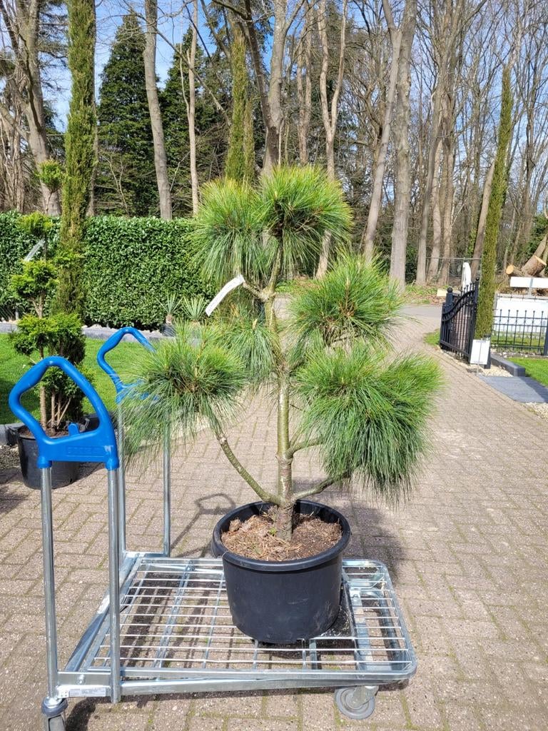 Pinus Wallichiana Vormsnoei - Himalayaden, Volle zon, Vaste plant, Bloeit niet, Ophalen