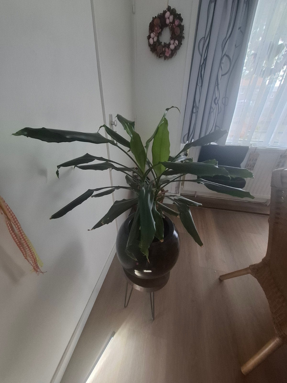 plant, Ophalen, Halfschaduw, Minder dan 100 cm