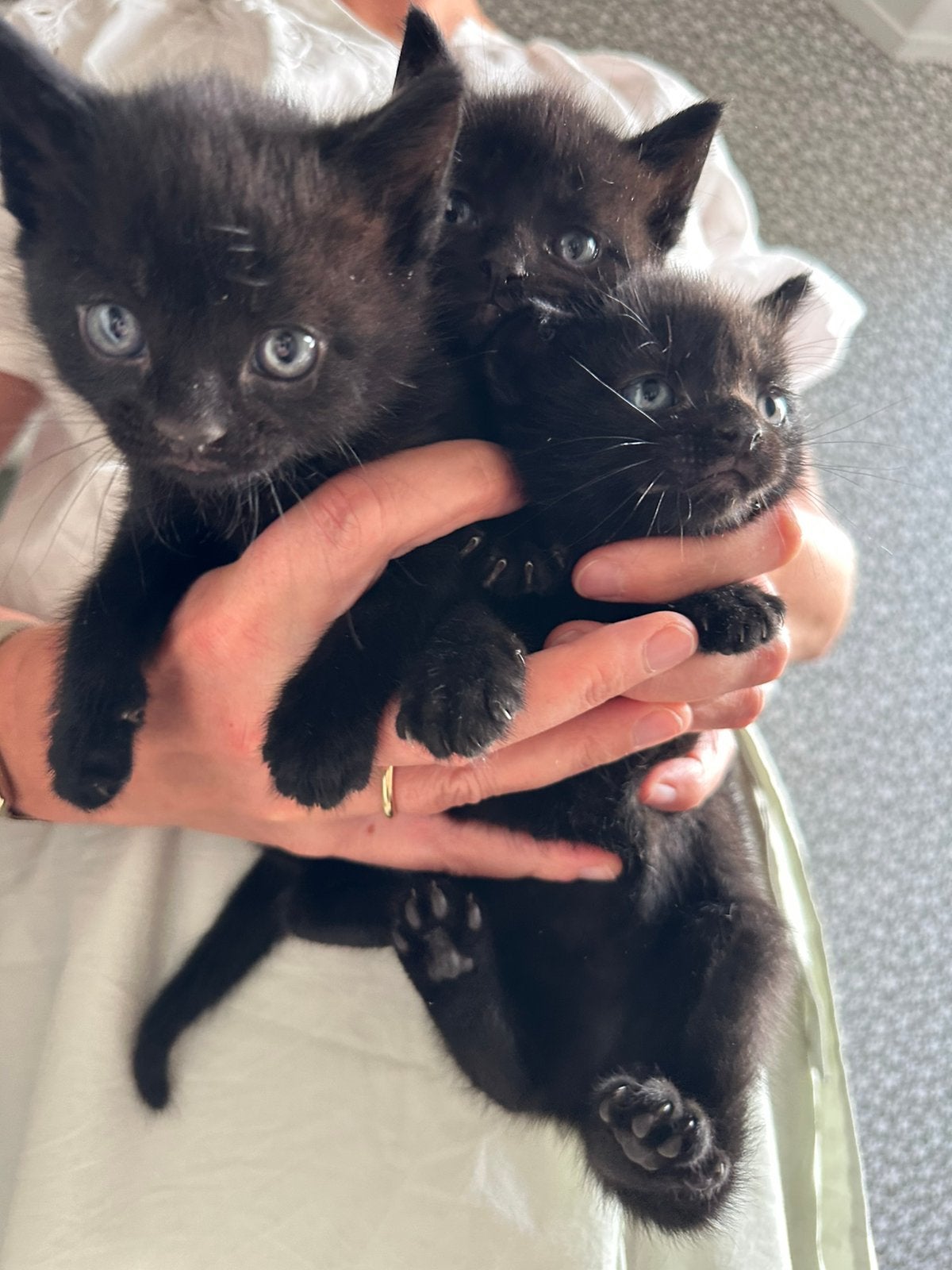 Zwarte poesjes - kitten, 0 tot 2 jaar