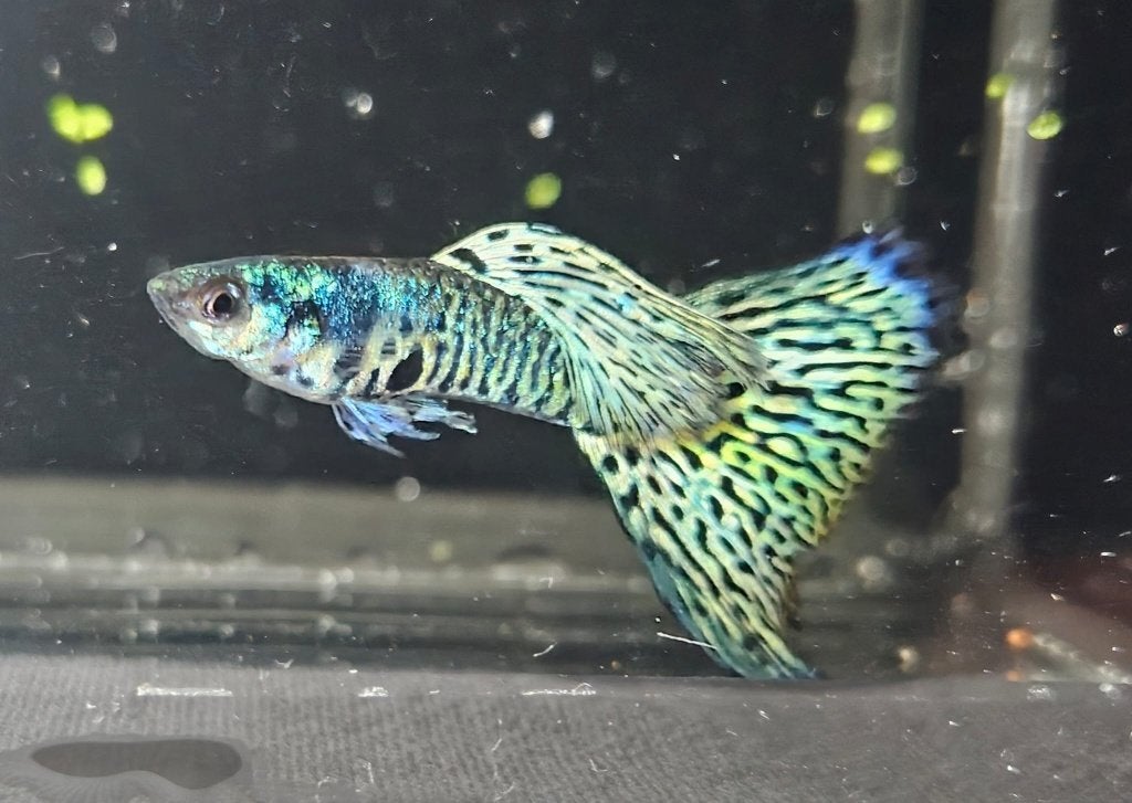 Raszuivere Galaxy Multicolor Tail ras guppy's, Dieren en Toebehoren, Vissen | Aquariumvissen, Vis, Zoetwatervis