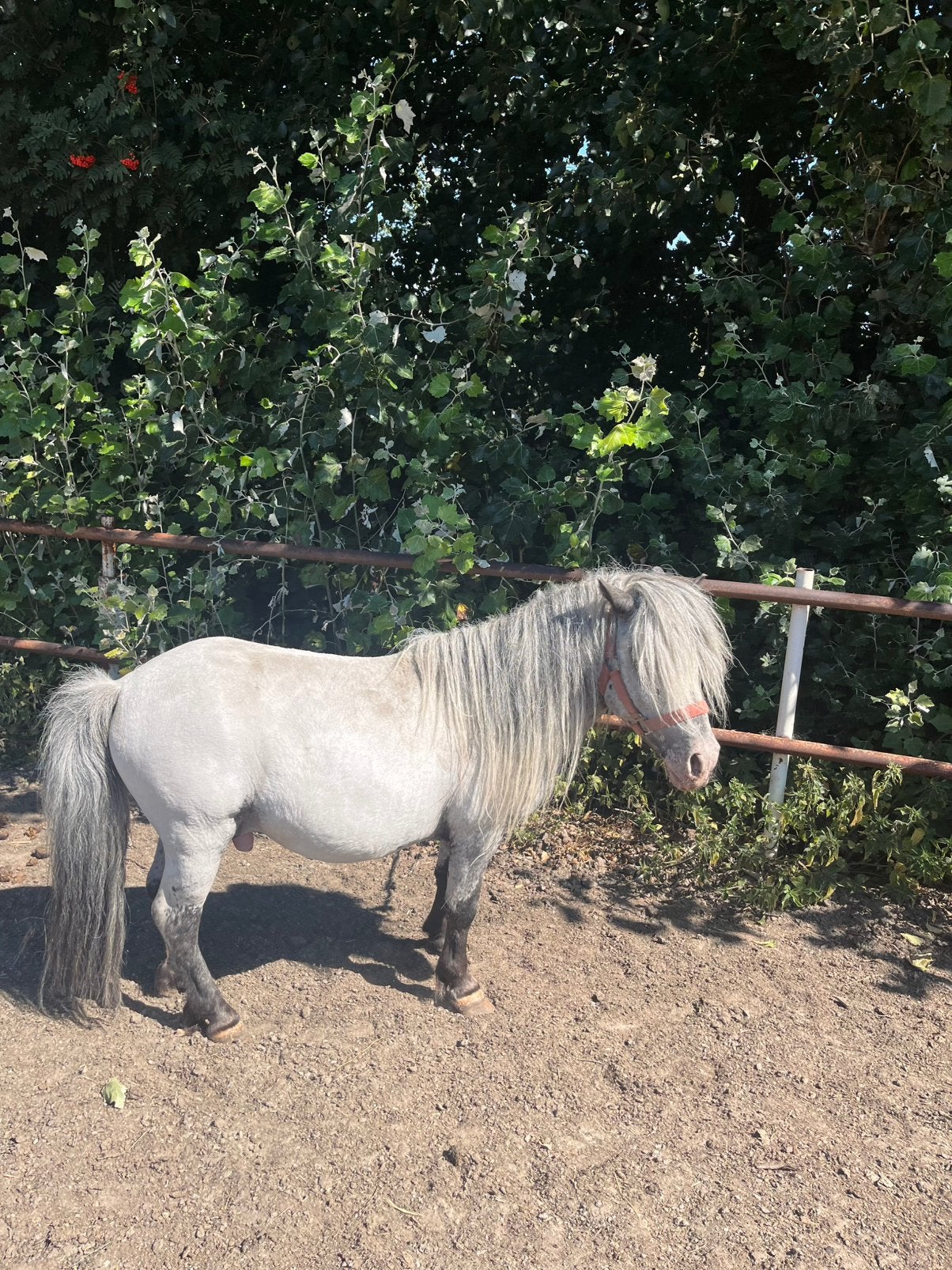 Shetlanders te koop, Meerdere dieren, A pony (tot 1.17m), 3 tot 6 jaar