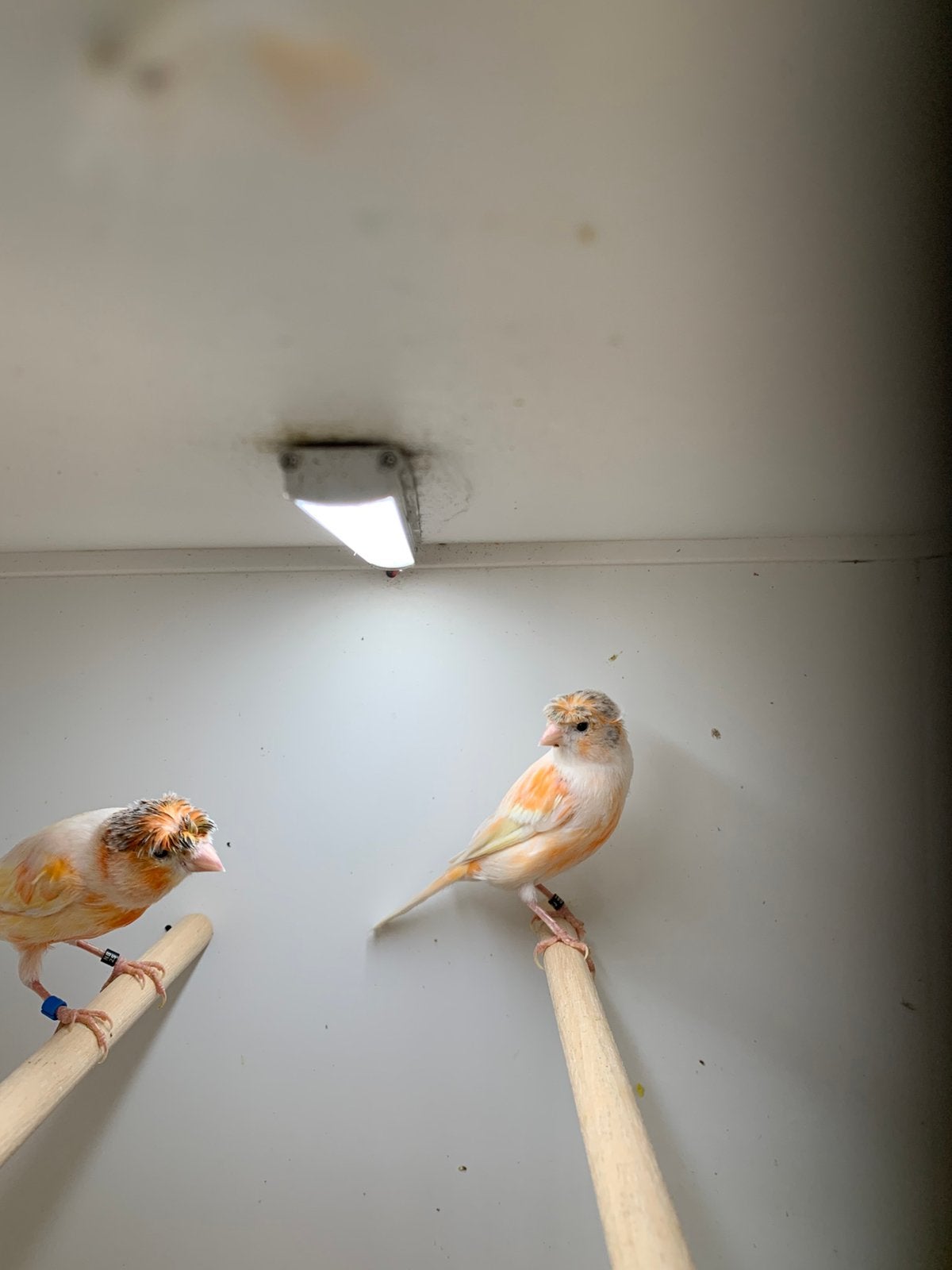 harlekijn kanaries, Meerdere dieren, Kleurkanarie