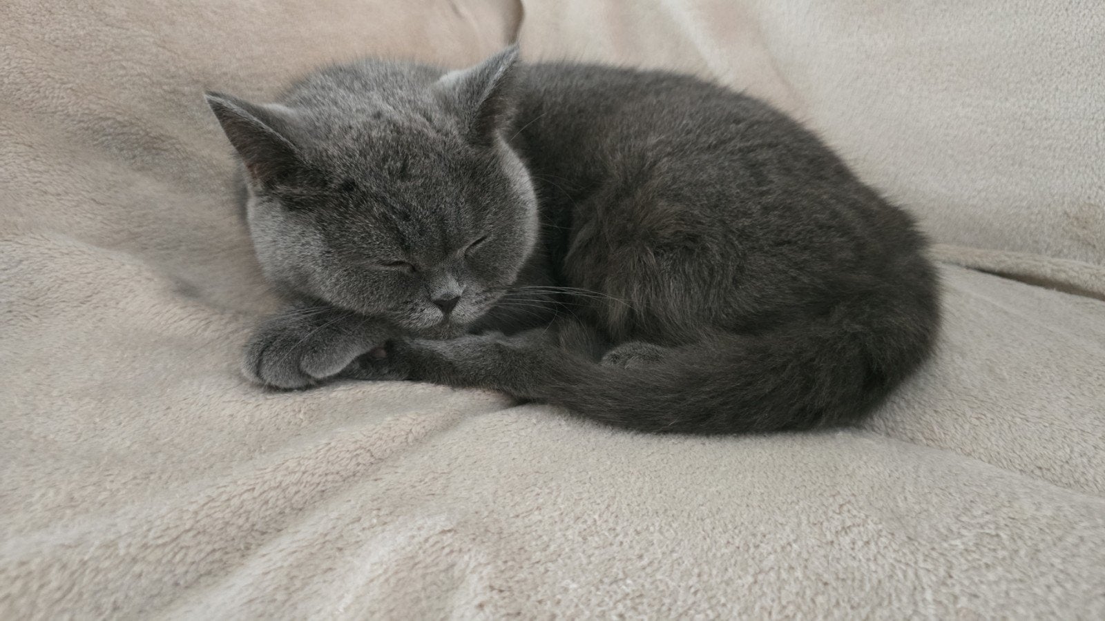 Britse korthaar poesje blauw herplaatsing!, Dieren en Toebehoren, Poes, Gechipt, 3 tot 5 jaar