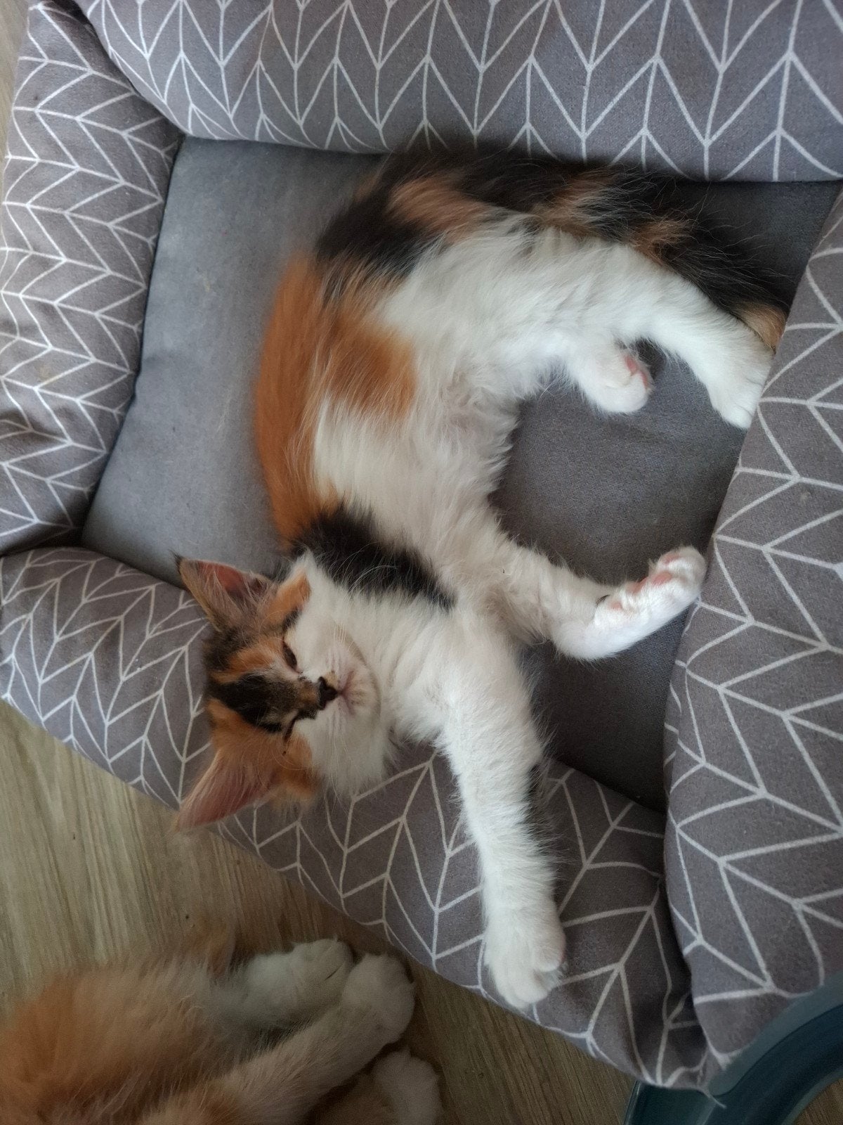 maine coon kitten, Poes, Gechipt, 0 tot 2 jaar
