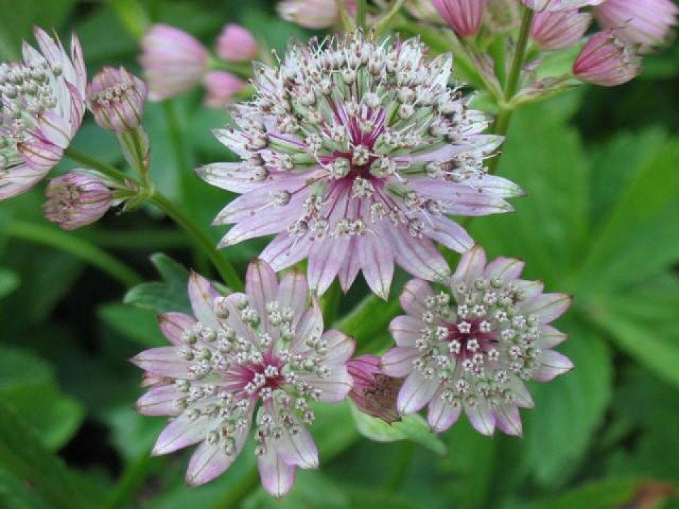 Astrantia major in een P9 pot., Tuin en Terras, Planten | Tuinplanten, Volle zon, Vaste plant, Zomer, Ophalen