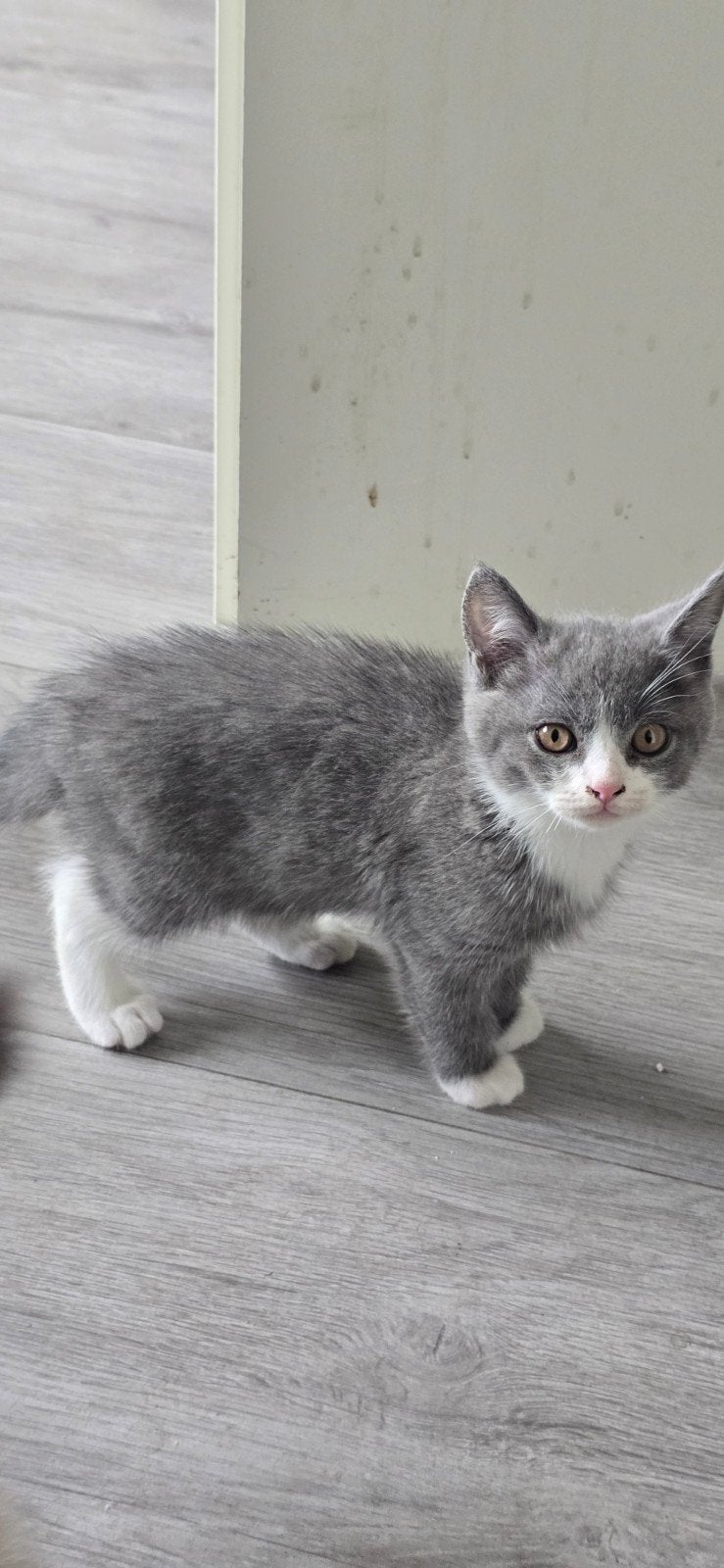 Lieve Ragdoll x British Shorthair kittens zoeken een liefdev, Meerdere dieren, 0 tot 2 jaar