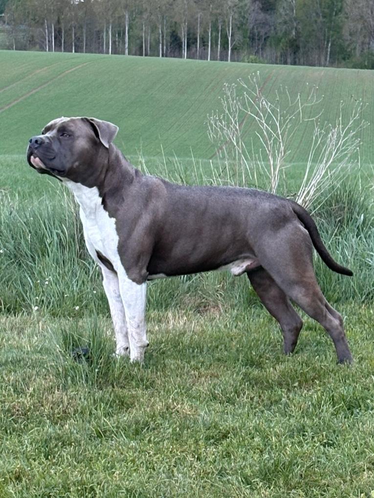 American stafford dekreu open for stud, Dieren en Toebehoren, Reu, 1 tot 2 jaar, Parvo, Eén hond