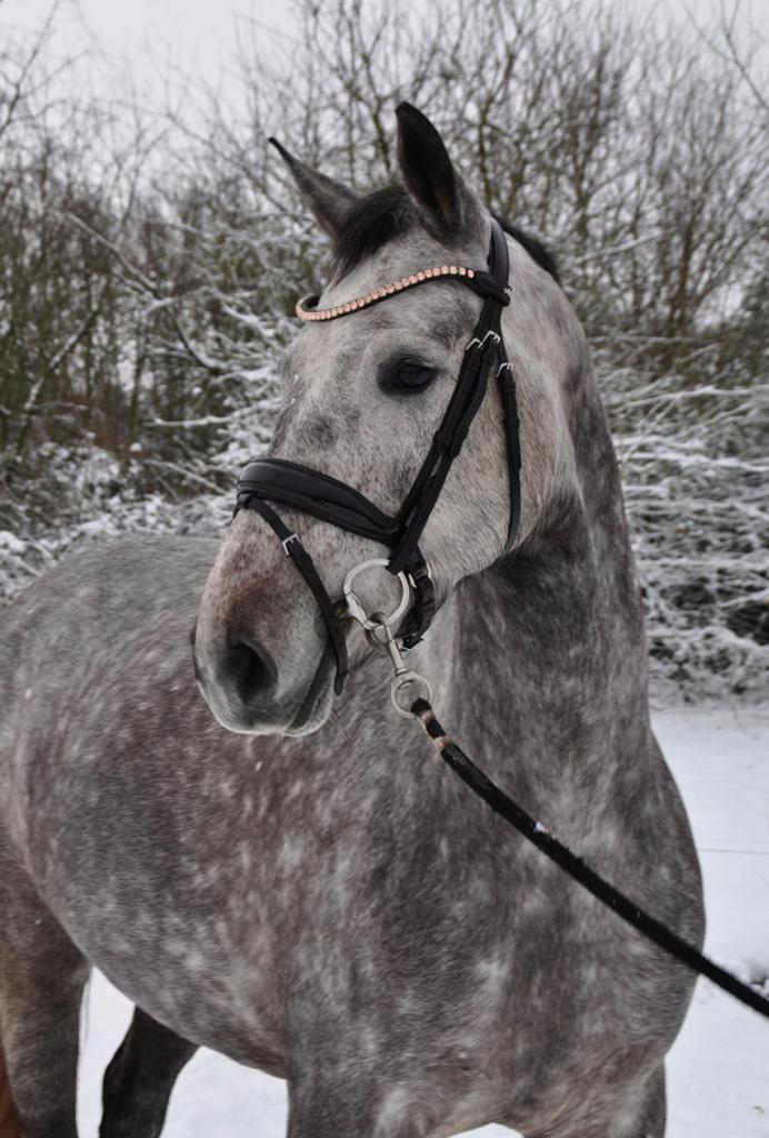 Super mooie Cassini II merrie 6 jaar te koop!, Dieren en Toebehoren, Paarden, Merrie, Springpaard, 3 tot 6 jaar, 165 tot 170 cm