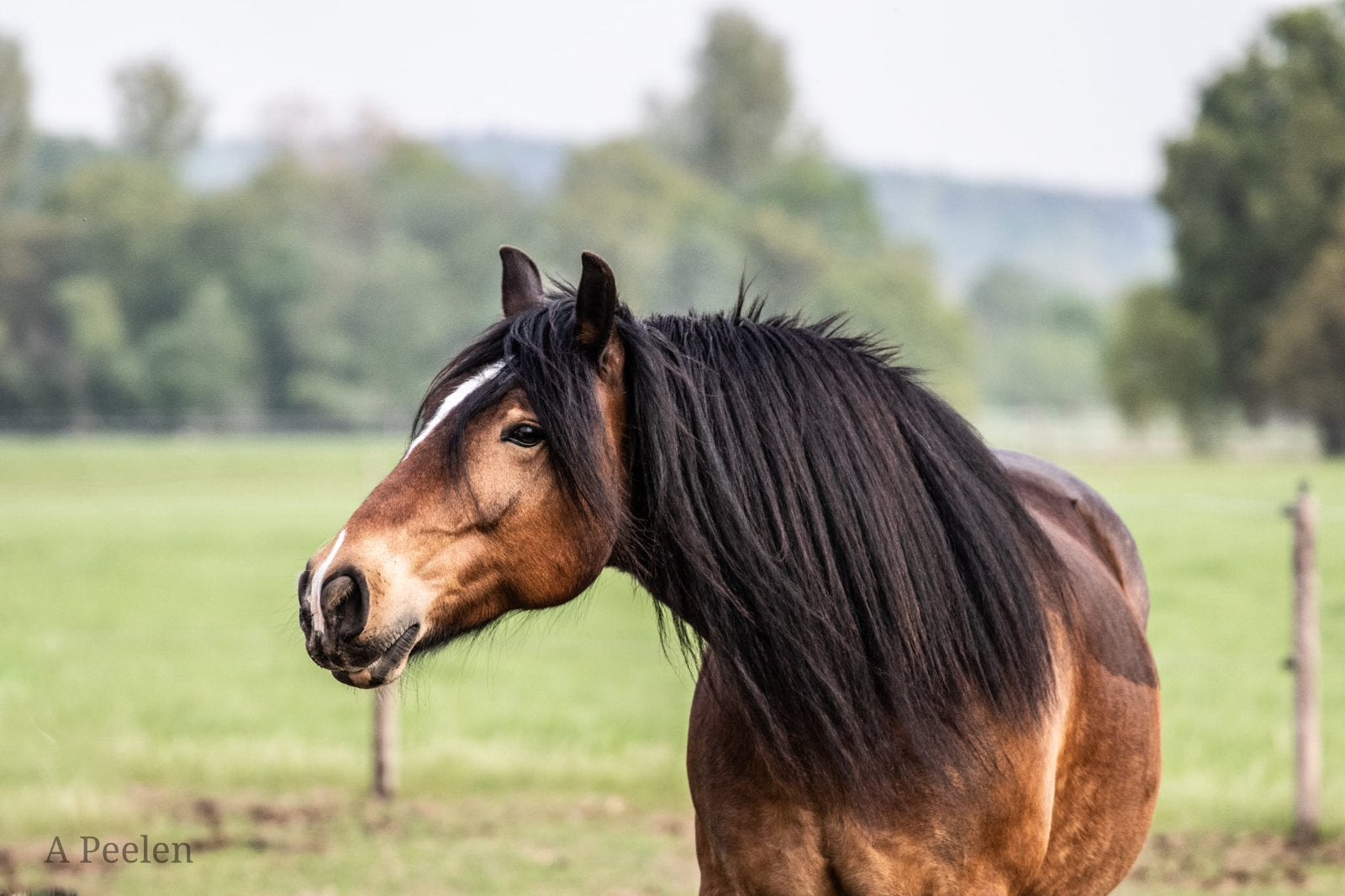 Irish cob, Dieren en Toebehoren, Pony's, E pony (1.48m - 1.57m), Ruin, Niet van toepassing, 11 jaar of ouder