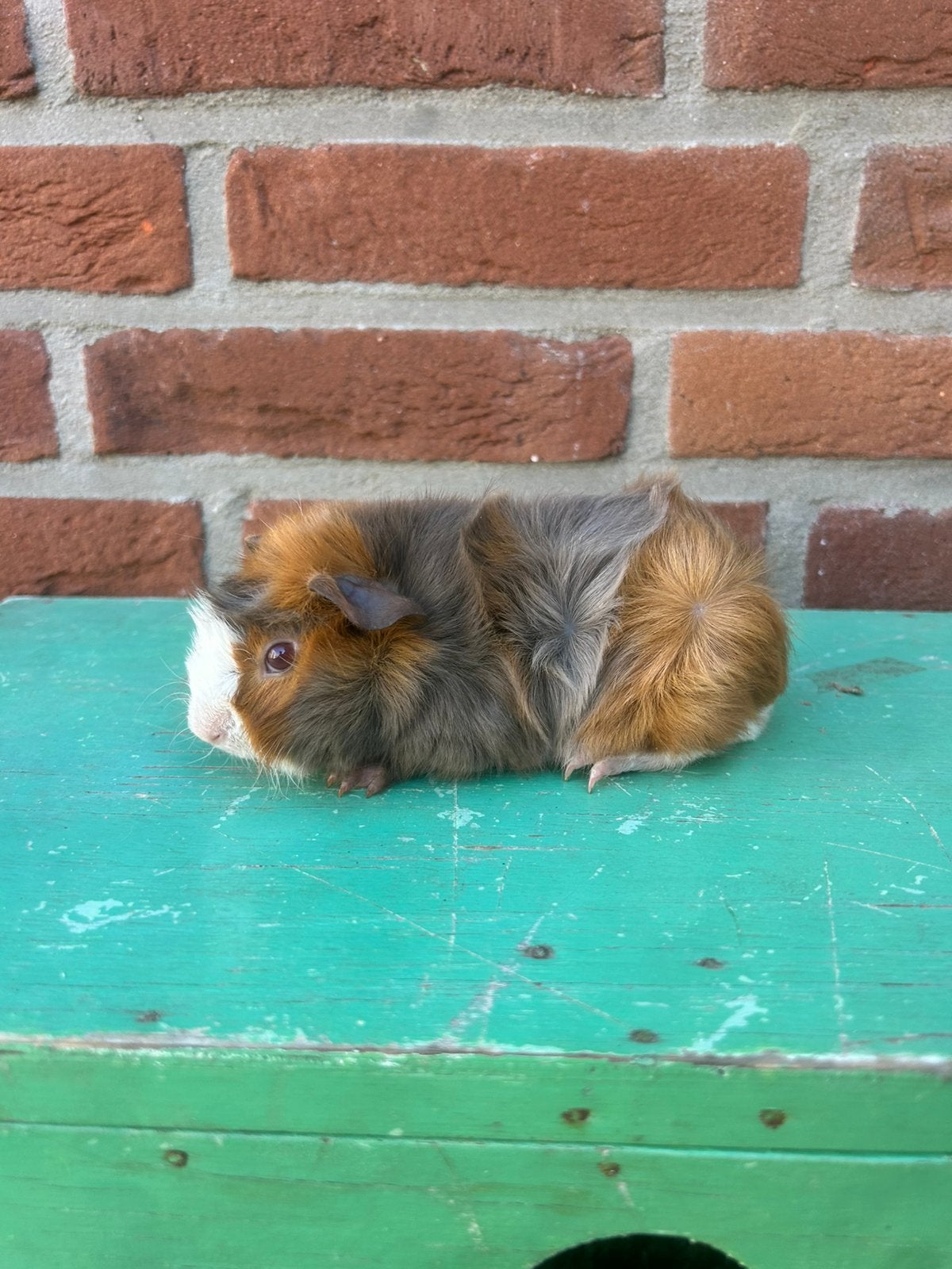 Leuk jong beertje, Dieren en Toebehoren, Mannelijk, Tam, Maart, Cavia