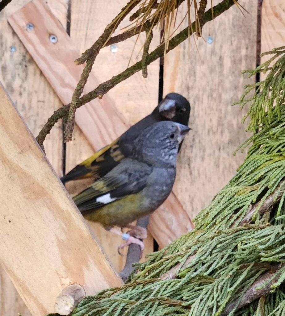 witvleugelappelvink, Mannelijk, Wildzangvogel, Geringd