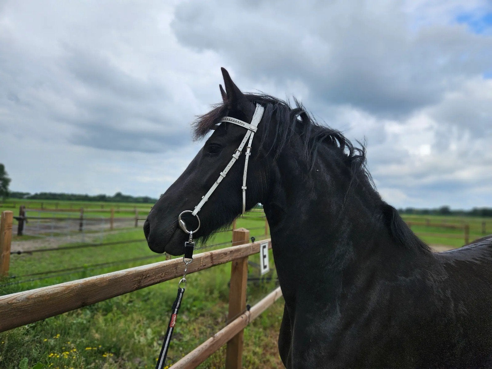 Prachtige friese merrie, Dieren en Toebehoren, Merrie