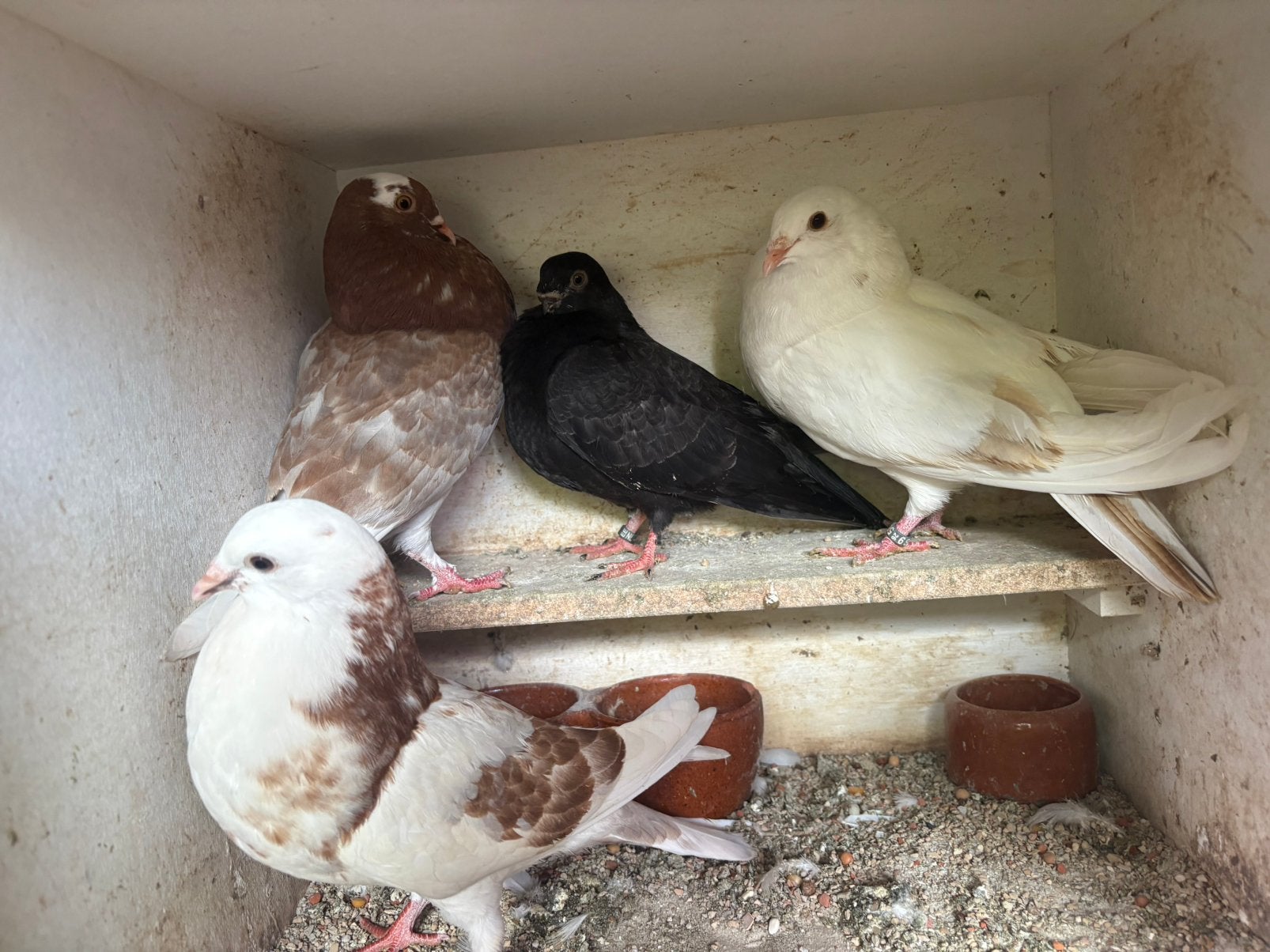Koppeltjes jongen, Meerdere dieren, Overige soorten