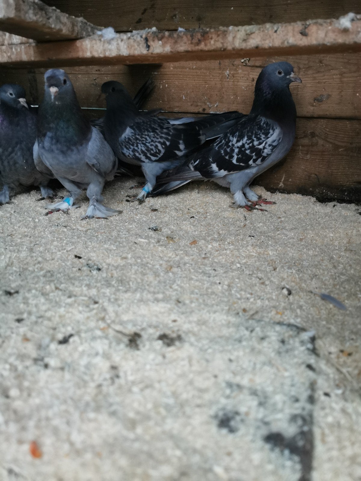 takla duiven, Meerdere dieren, Overige soorten