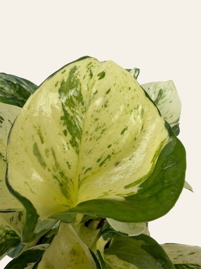 Epipremnum  Happy leaf p12, Huis en Inrichting, Kamerplanten, Ophalen of Verzenden, Halfschaduw, Minder dan 100 cm