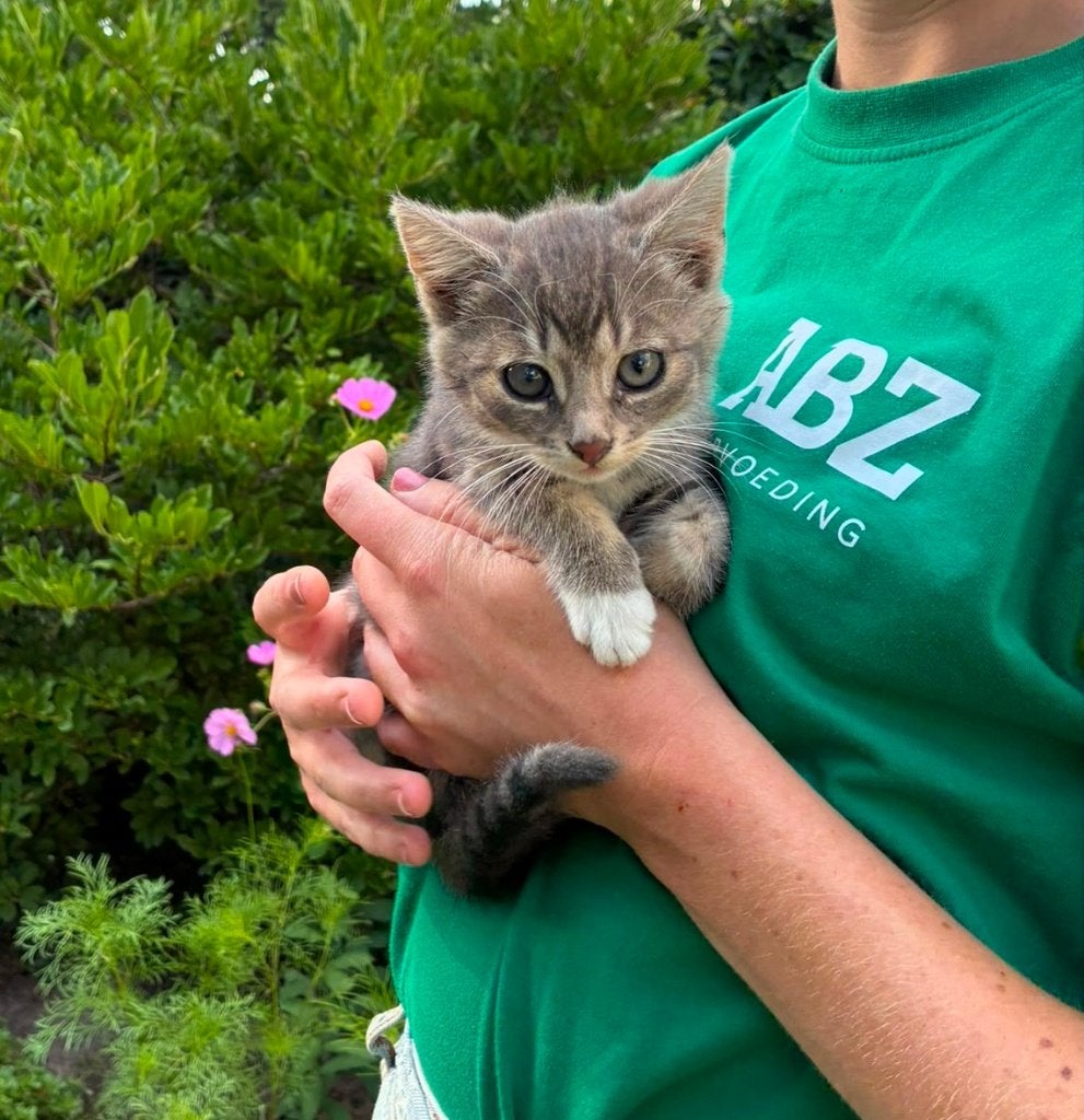 Lieve boerderij kittens, Meerdere dieren, Ingeënt, 0 tot 2 jaar
