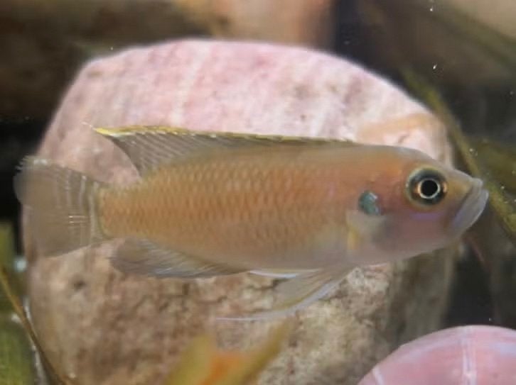 Lamprologus brevis, Dieren en Toebehoren, Vissen | Aquariumvissen, Vis, Zoetwatervis