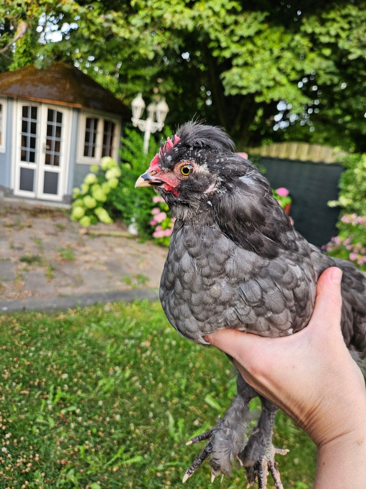Zijdehoender x Bleu de landes hanen, Dieren en Toebehoren, Pluimvee, Mannelijk, Kip