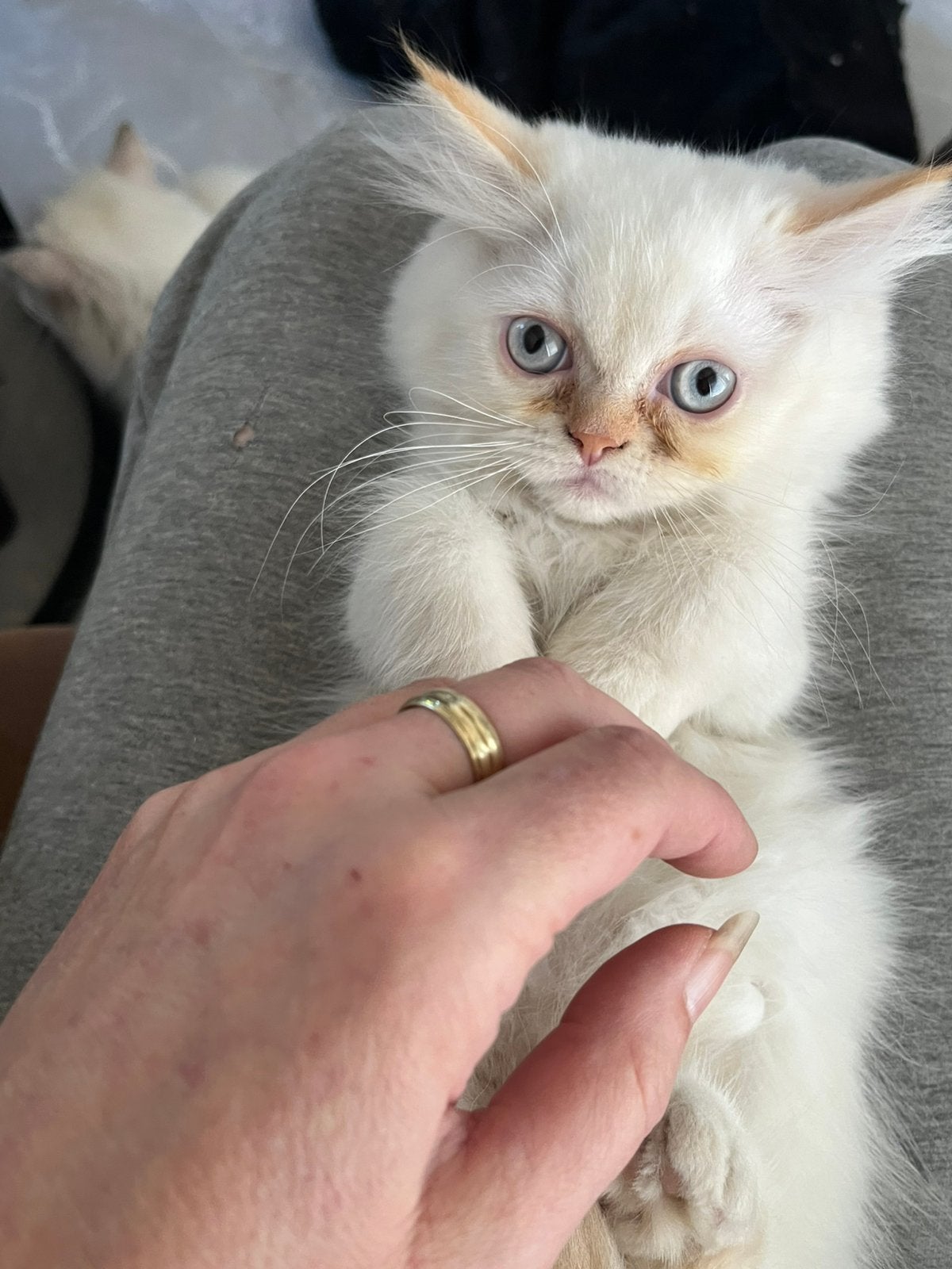 2 kittens, Meerdere dieren, Ontwormd, 0 tot 2 jaar