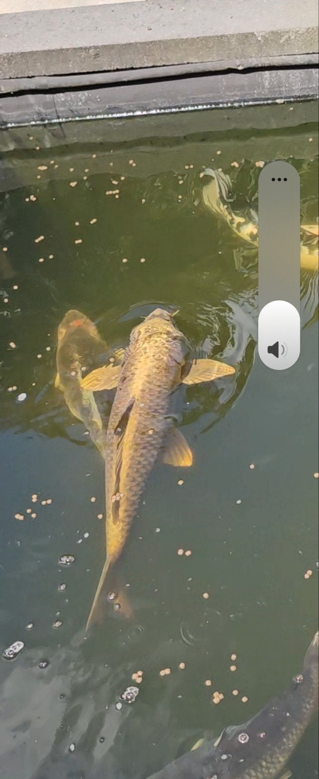 Koi Ghost, Dieren en Toebehoren, Karper of Koi