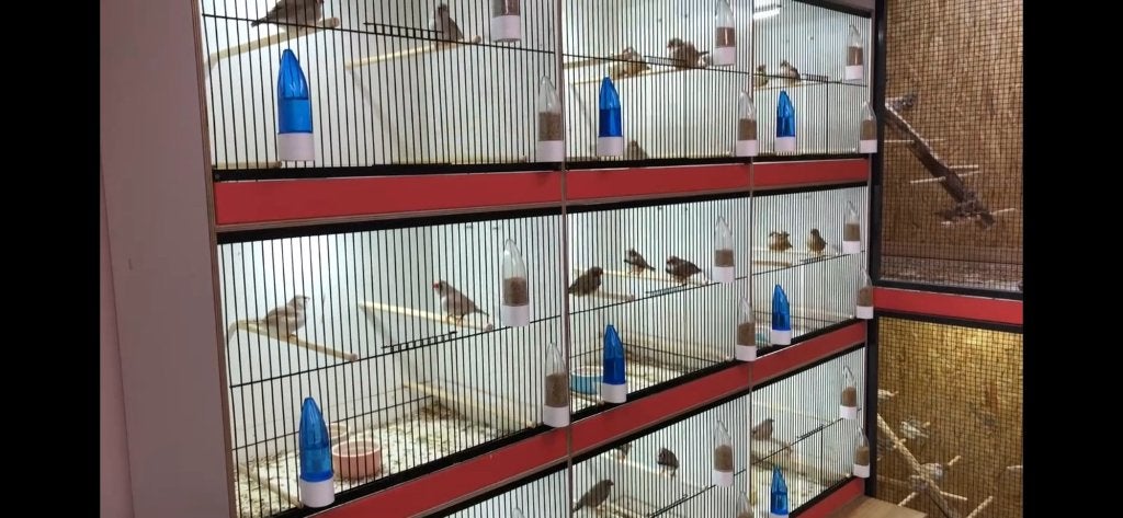 Broedkooien zebravinken/tropen, Ophalen, Zo goed als nieuw, Hout, Broedkooi of Kweekkooi