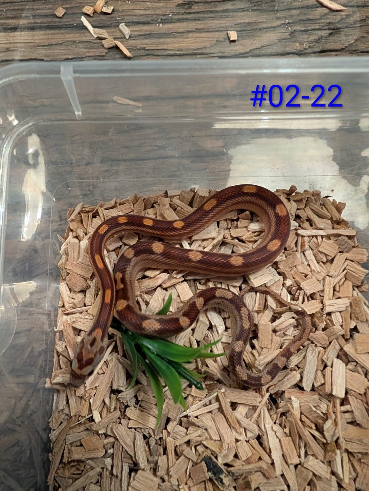 Jonge Classic Rattenslangen het Palmetto Rat Snake photo 12