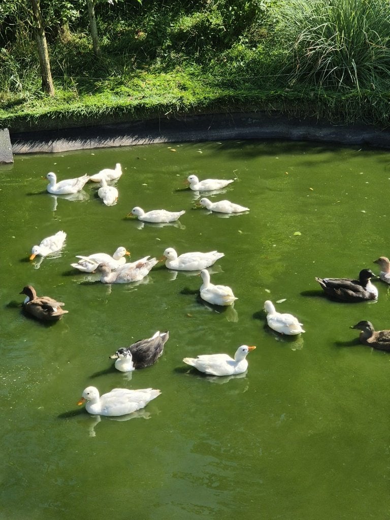 witte eenden kwakers, Dieren en Toebehoren, Pluimvee, Meerdere dieren, Eend