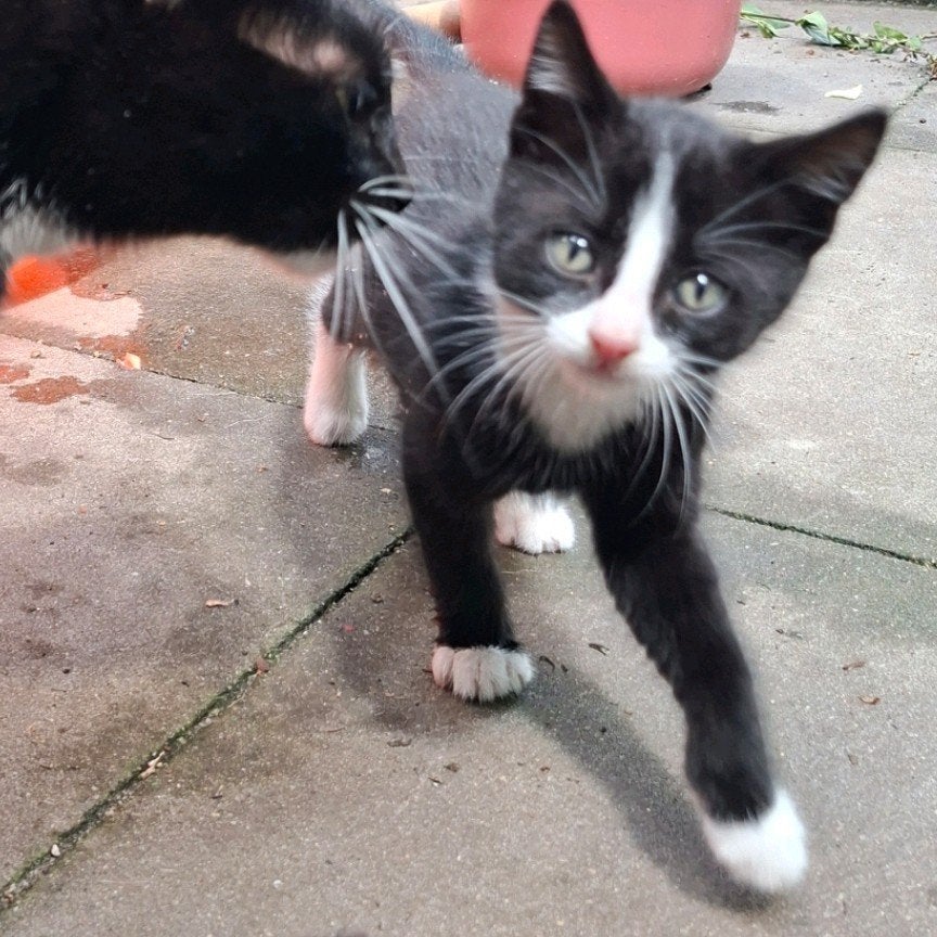 Kittens zwart / wit, Meerdere dieren