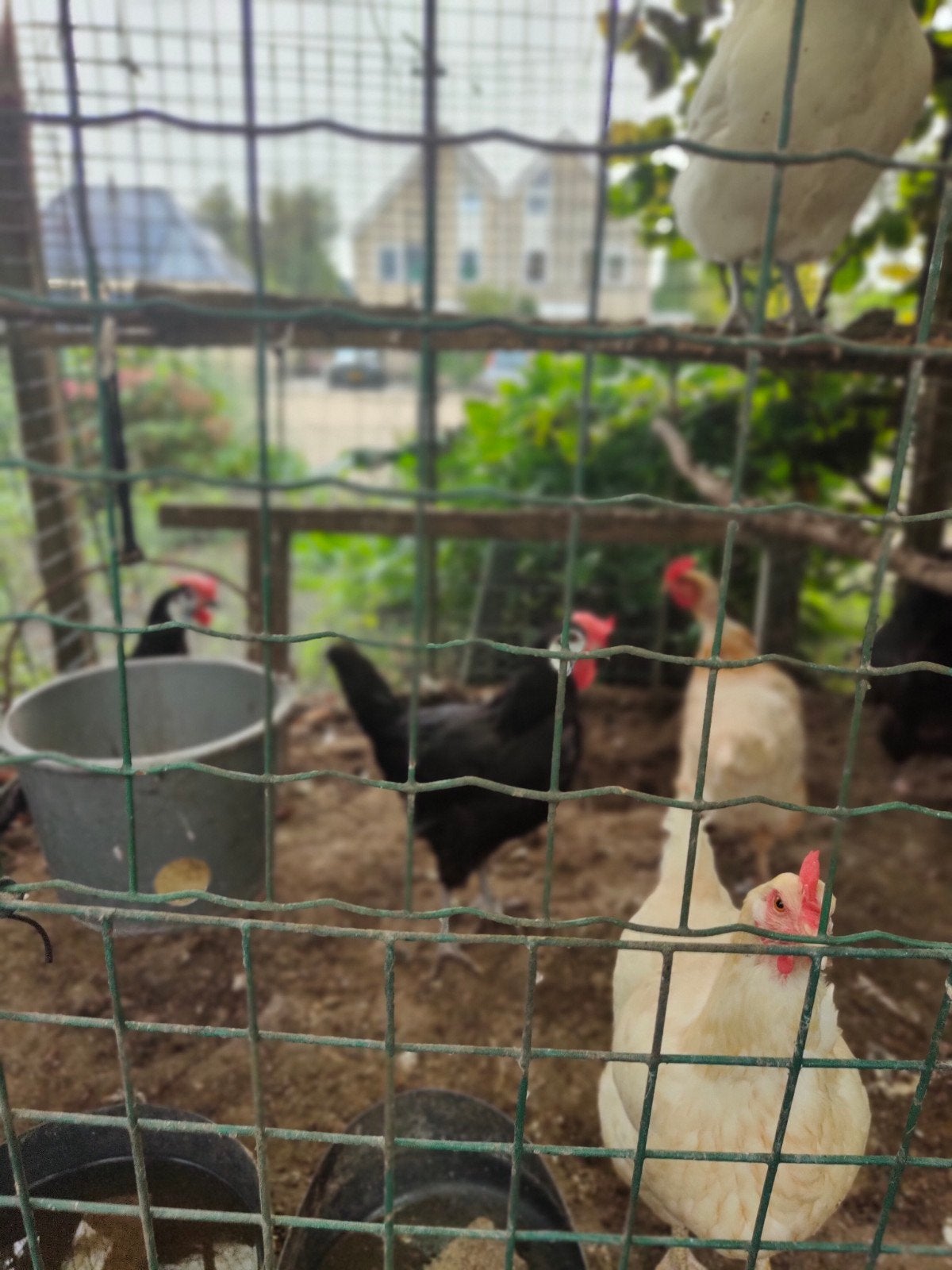 leghennen Spaanse wit wang en marans, Dieren en Toebehoren, Vrouwelijk, Kip