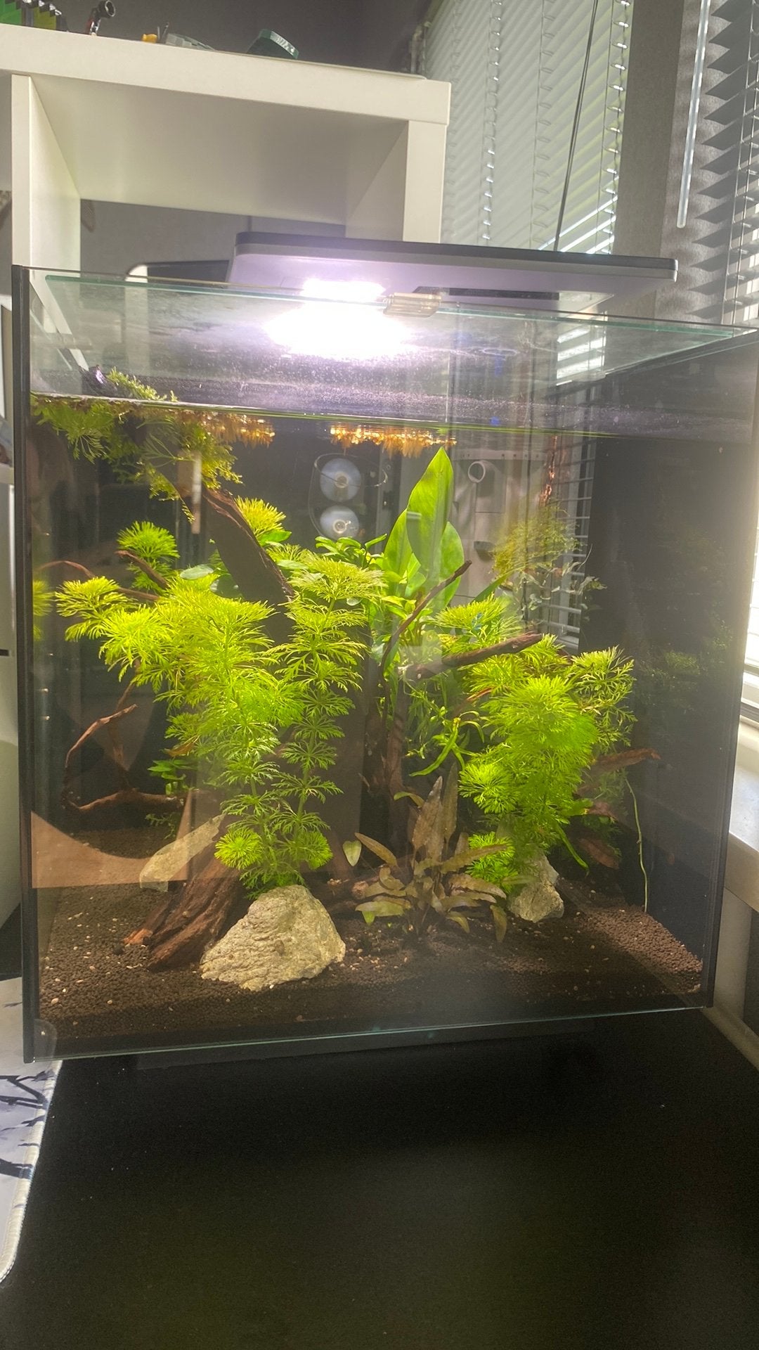 Superfish qubiq 60 pro, Ophalen, Inclusief deksel, Superfish, Gevuld zoetwateraquarium