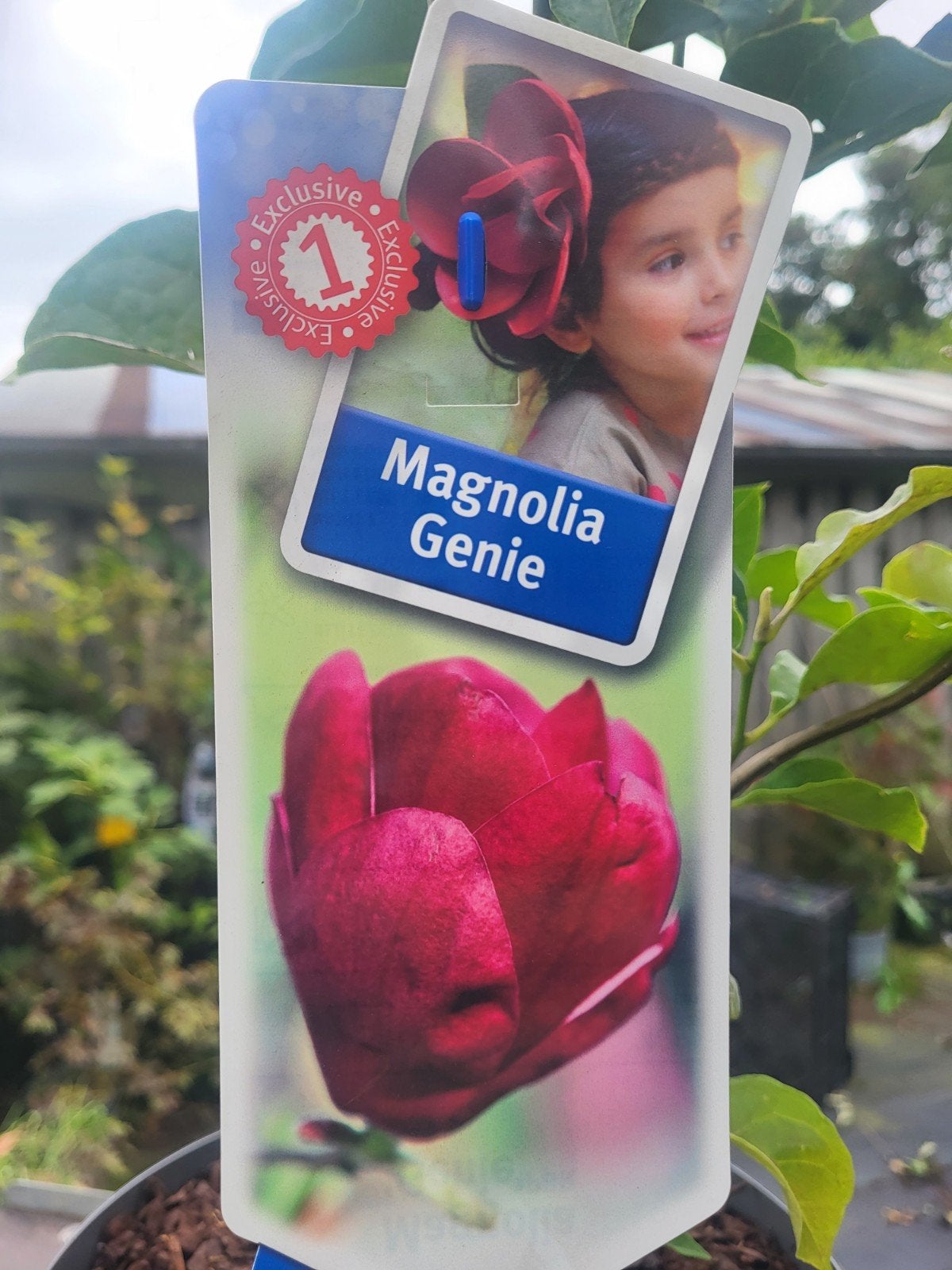magnolia struiken !!, Ophalen of Verzenden, Overige soorten, Minder dan 100 cm