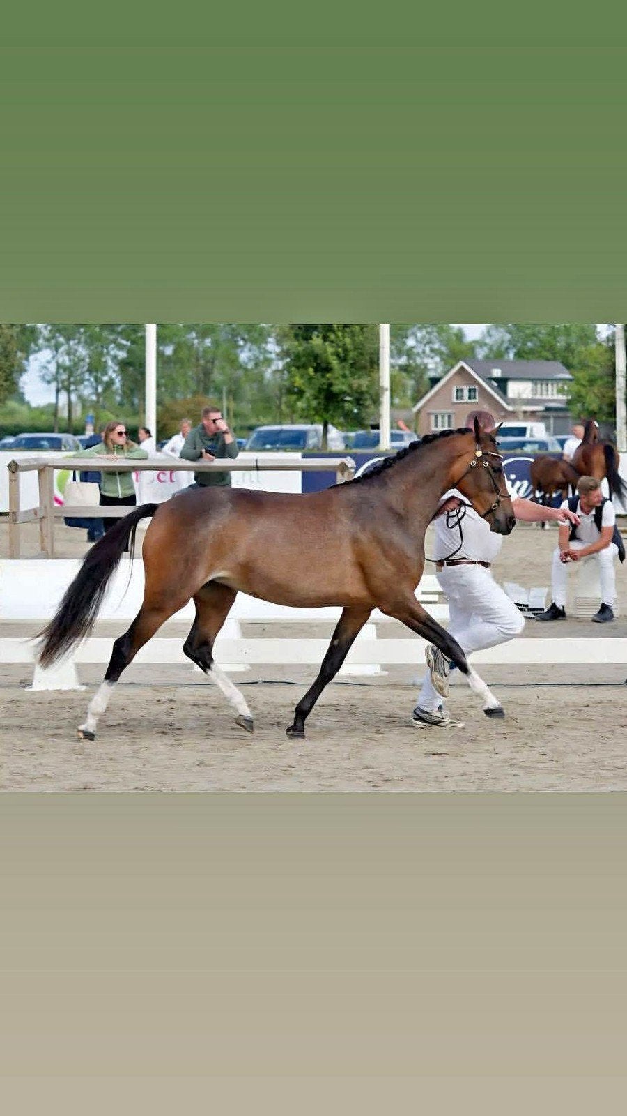 Mooie, zeer tallentvolle 3 jarige c pony, Dieren en Toebehoren, Merrie, B, Dressuurpony, 3 tot 6 jaar