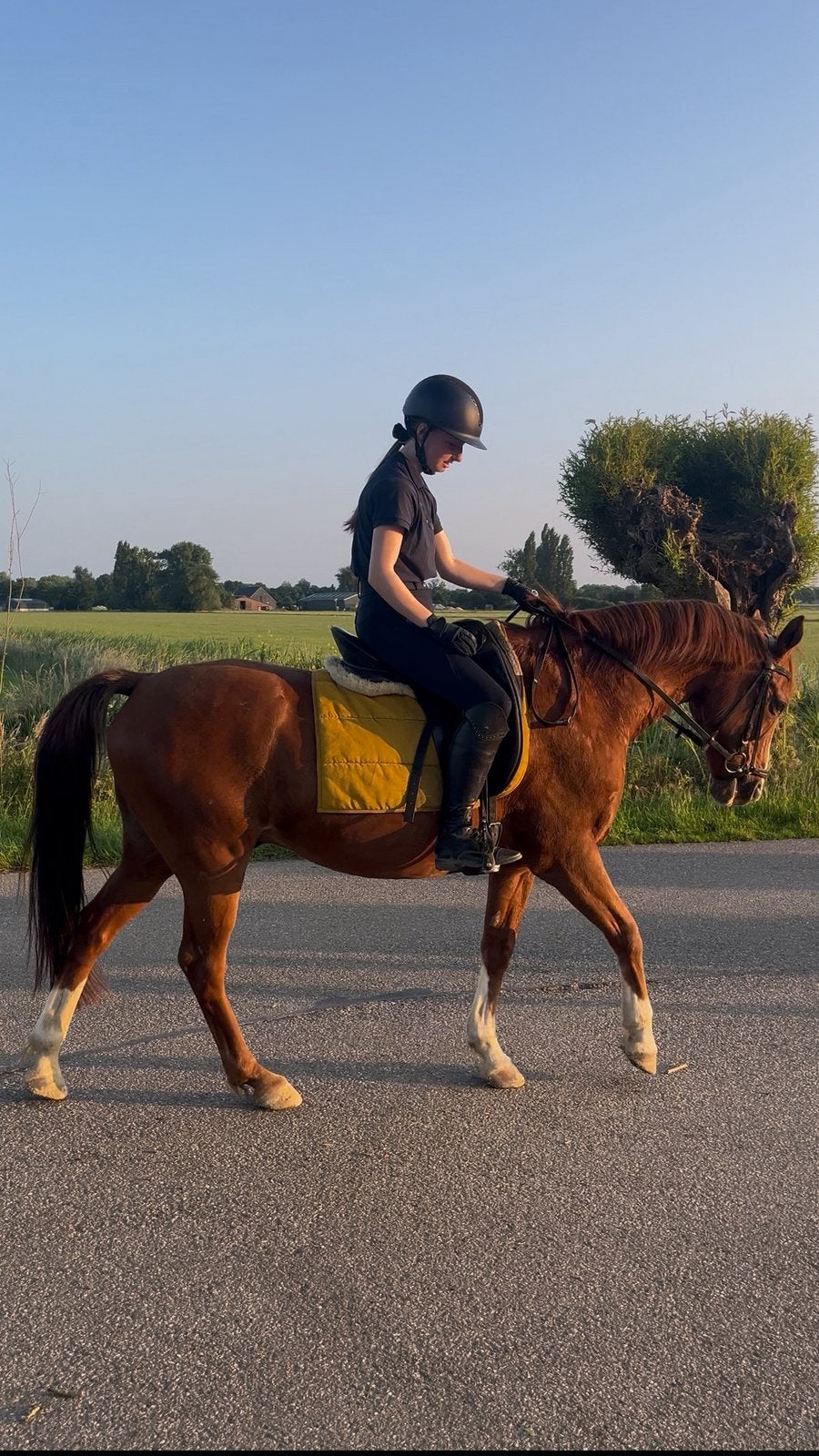 Paard/ E-pony gezocht, Ophalen of Verzenden